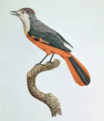 Oranje gaai